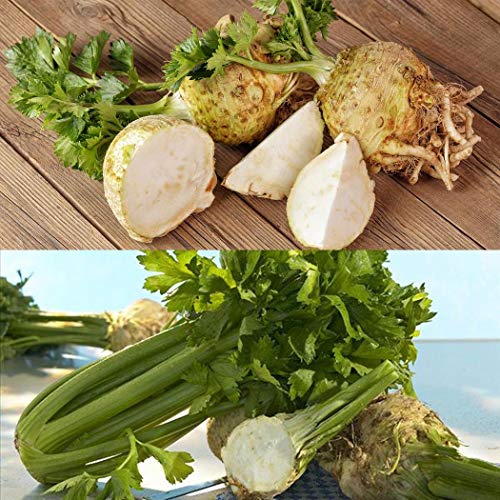 LEANO Garden - 100Pcs White Button Root Celery Seeds Garden Courtyard Delicious Vegetable Plant Vegetables