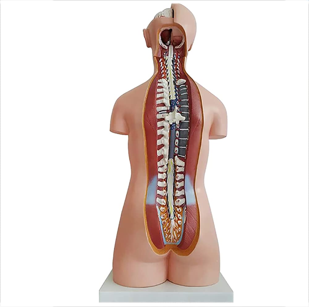 Wysoka jakość 8 5 cm Anatomiczny model tułowia medycznego 20 sztuk Unisex Torso Model anatomiczny dla klas/studentów nauczania materiałów eksploatacyjnych