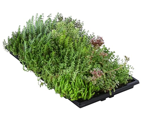 Dehner Pflanzenmatte für Dachbegrünung, Gründach mit Fetthenne, verschiedene Sorten, 50 x 30 cm, für Flachdächer/Schrägdächer bis max. 30 Grad-Winkel