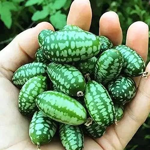 See full amazon price history chart for 20 Seeds- Mini Thumb Watermelon Fruit Vegetables Seeds Cucamelon Mexican Sour Gherkin Melothria scobra for Home Garden Outdoor Yard Farm Planting 20 Seeds- Mini Thumb Watermelon Fruit Vegetables Seeds Cucamelon Mexican Sour Gherkin Melothria scobra for Home Garden Outdoor Yard Farm Planting (B0CBVXHCK2) Amazon Price History, Amazon Price Tracker