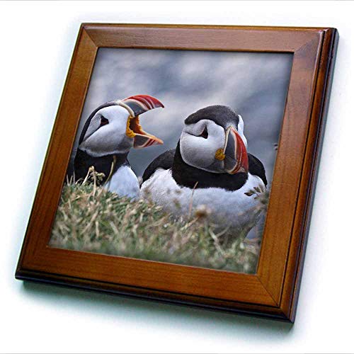 3dRose Framed Tile, Iceland, Breidavik, Puffins