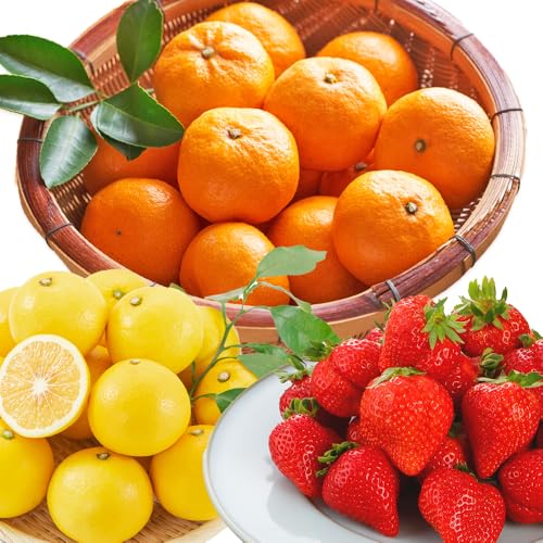 定期便 果物定期便B 3回お届け みかん 博多あまおう ニューサマーオレンジ 日向夏 定期 果物 くだもの フルーツ 柑橘 イチゴ [2026年1月〜5月まで計3回お届け]