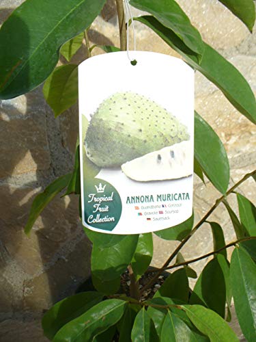 Annona Muricata, la Guanábana, una Planta de 80-90 Cm de Altura