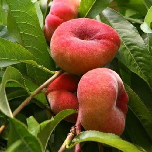 Pianta vera di Pesco nano Peach Me var. Donut - Diametro Vaso Ø 20 cm