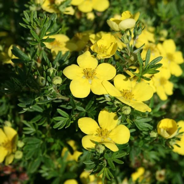 Potentilla 'Goldteppich' 25–30 cm Vaso – Potentilla fruticosa 'Goldteppich' – Tappezzante con fiori gialli