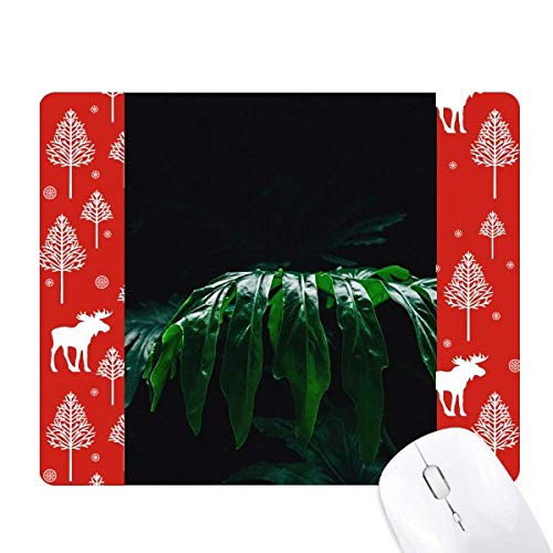 ʐ^摜̎R̐A̗t NX}XX