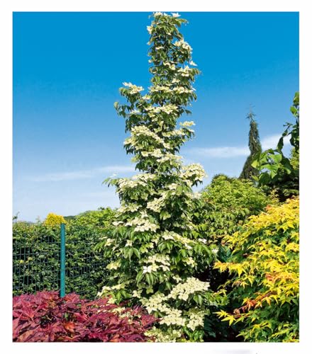 BALDUR Garten Hartriegel 'Flower Tower',1 Pflanze, säulenartiger Wuchs, üppige Blütenpracht, dekorativer Fruchtschmuck, winterhart, pflegeleicht, ideal für Beet & Kübel, bienenfreundlich
