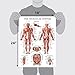 Palace Learning 4 Pack - Anatomical Poster Set - Laminated - Muscular, Skeletal, Ligaments of the Joints, Anatomy of the Spine - Anatomy Chart Set (LAMINATED, 18” x 24”)