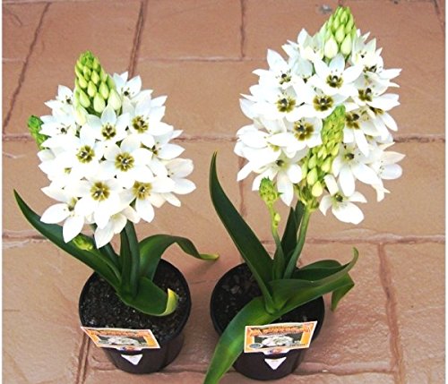 Udanta ® | Chincherinchee best for home gardening | pack of 5 flower bulbs (B09N7KNC9Q) Amazon Price History, Amazon Price Tracker