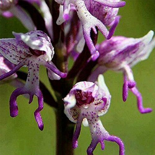 HUHXP (6 Type Italica *Ambizu*) New 100 Seeds Orchis Italica Seeds, Pyramid Monkey Orchid (Italica 07)