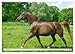 Elegant Horses - Exuberant and Carefree (Wall Calendar 2026 DIN A2 Landscape), CALVENDO Monthly Calendar: Horses in Trot and Gallop on the Paddle