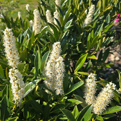 semillas de laurel cereza - Decoración de sala de estar, plantas decorativas, decoración de plantas. árboles de jardín resistentes plantas verdes plantas de interior plantas perennes 50pcs