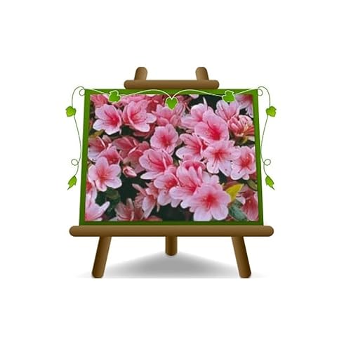 Azalea Japonica Color Rosa Gradiente Plantas Ornamentales Chioma: 35~40 CM Planta en Florero: 18 CM