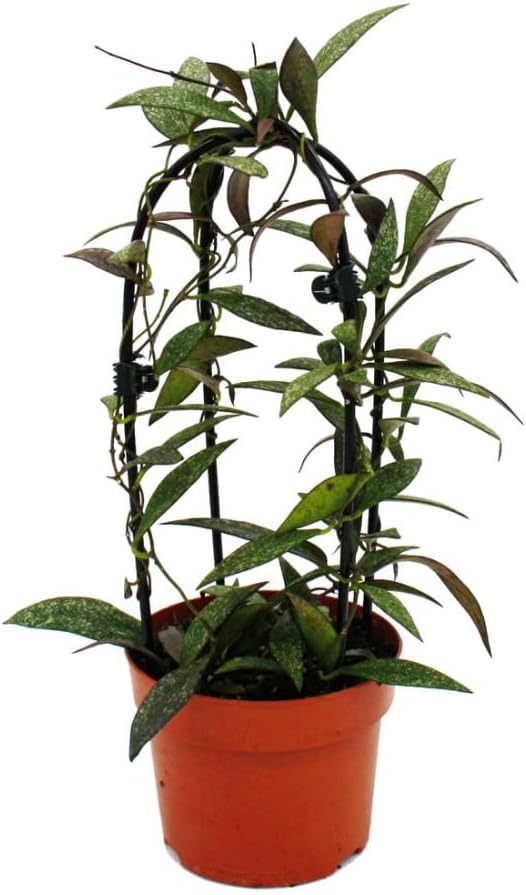 Exotenherz - Hoya parvifolia - Flor de porcelana - Flor de cera - Planta de interior en arco doble - Maceta de 12 cm