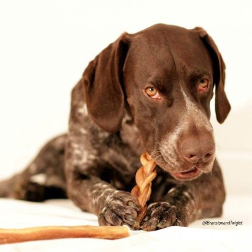 7" Braided Bully Sticks For Dogs (250 Pack) - Natural Bulk Dog Dental Treats & Healthy Chews, Chemical Free, 7 Inch Best Low Odor Pizzle Stix #TOP4