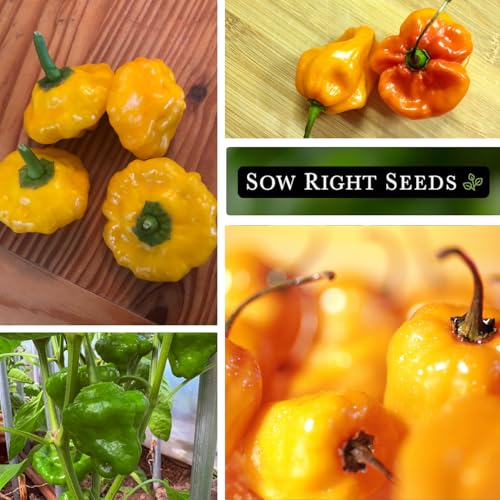 Sow Right Seeds - Scotch Bonnet Pepper Seeds for Planting - Hot Non-GMO Heirloom Pepper Variety - Ideal Chili Pepper Seeds for Spicy Harvest - High Scoville Rating - Ideal for Jamaican Cooking (1) - Image 4