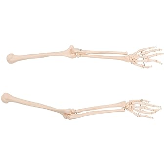 Amazon Co Jp 上肢骨模型 左右セット 人体模型 骨格模型 骨格標本 骨模型 骸骨模型 人骨模型 骨格モデル 人体モデル ヒューマンスカル 人体 骨格 骸骨 ガイコツ 模型 可動 手 教材 実験 整体院 鍼灸院 産業 研究開発用品