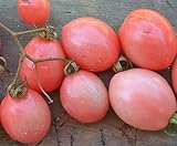 HEIRLOOM Tomate de huevo rosa no gmothai, 25 semillas