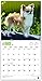 Longhaired Chihuahuas 2018 Calendar