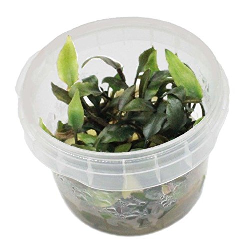 Water Plants Acqua piante 10 x coppa in Vitro di Cryptocoryne, Cryptocoryne mix, diversi tipi per acquario