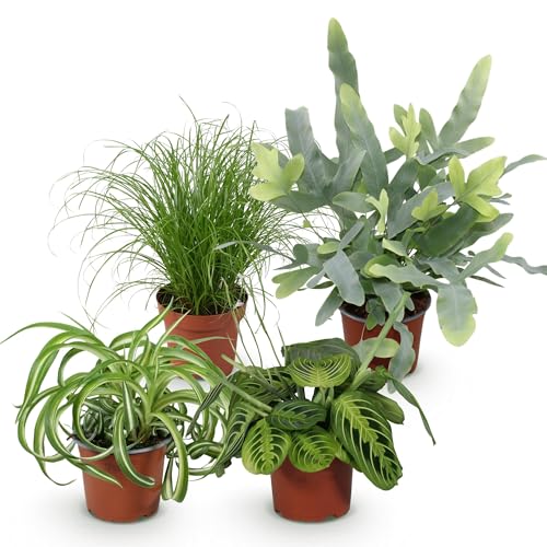 Green boutiQ - Plante d'intérieur - Chlorophytum - Cyperus - Phlebodium - Marantha - Mix de 4 - Plantes Amicales pour Animaux - Vert - 4 Plantes - Pot 12cm - Hauteur 25cm