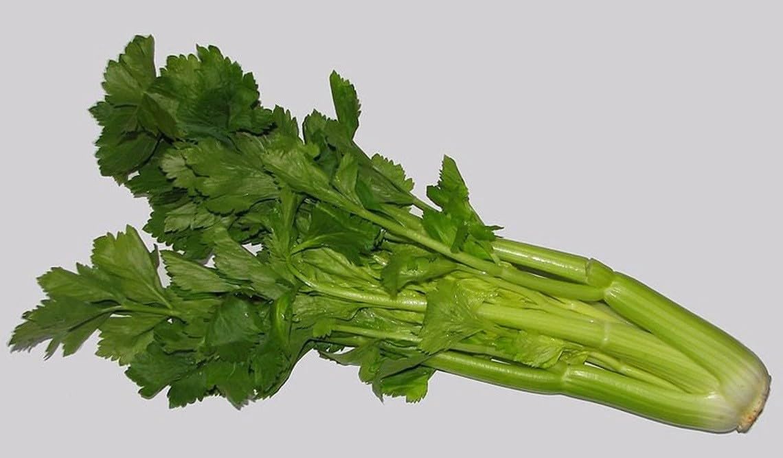 Willvine Celery large leaf organic-HQ-4I-image-38