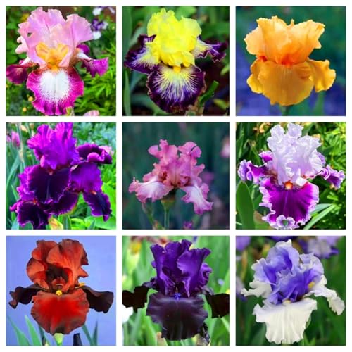 Iris Bulbs,Strong Plants That Grow Well/Mix Golden Jade Carving Feels Perfect, Suitable for Planting in Spring and Autumn, with Rich Colors, and Used in Flower beds and courtyards.-6bulbs-H