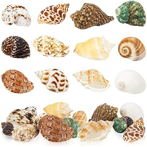 WEOXPR Hermit Crab Shell - Openning Size 0.6"-2" Medium to Large Growth Turbo Seashells Natural Sea Shells for Hermit Crab Supplies, Aquarium Décor, Nautical Decoration (12 Pcs) Cover