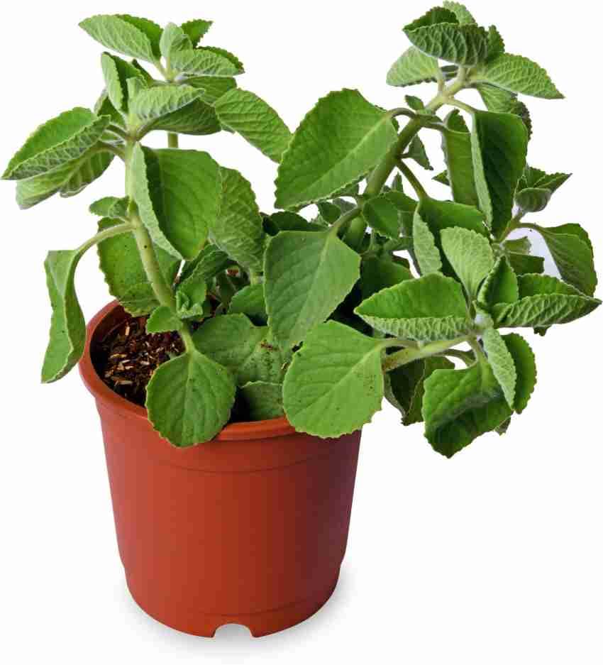 See full amazon price history chart for GREEN MAGICIAN Ajwain Plant | Ajwain Plant |Trachyspermum | Oregano Plant with Pot for Outdoor Kitchen Herb Garden 1 Live Healthy PLANT GREEN MAGICIAN Ajwain Plant | Ajwain Plant |Trachyspermum | Oregano Plant with Pot for Outdoor Kitchen Herb Garden 1 Live Healthy PLANT (B0CZ1TVN33) Amazon Price History, Amazon Price Tracker