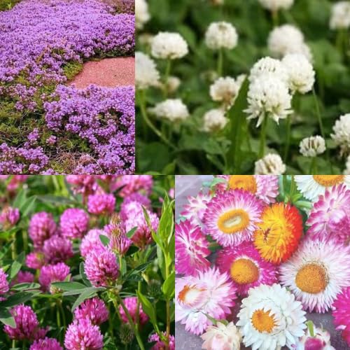 Flowering Ground Cover Mix Seeds, Beautiful Clover, Aromatic Creeping Thyme, Everlasting Daisy Mix, Enlight Your Garden, Attracting Butterflies at Home Gardening