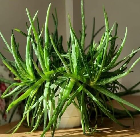 100pcs Green Aloe Vera Plant Seeds