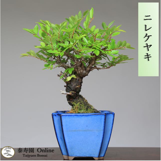 Amazon.co.jp: ニレケヤキ『アキニレ』小品盆栽【泰寿園 Online