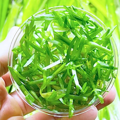 Greenpro Dwarf Sagittaria Tissue Culture