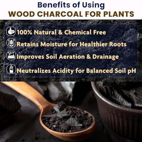 Image of Horticultural Charcoal for Potting Orchid /Succulent /Adenium /Terrarium, Ornamental Plants | Charcoal for Growing and Gardening Plants (2 KG)