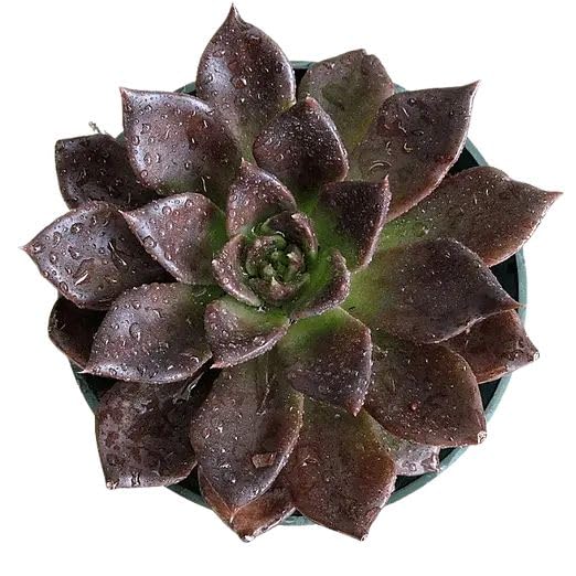 Live Vishnu Kamal (Echeveria Black Prince) Succulent Plant | Rare Dark Rosette Plant for Home & Office | Sacred & Spiritual Indoor Plant | Air Purifying | Low Maintenance | Ideal for Gifting-image-41