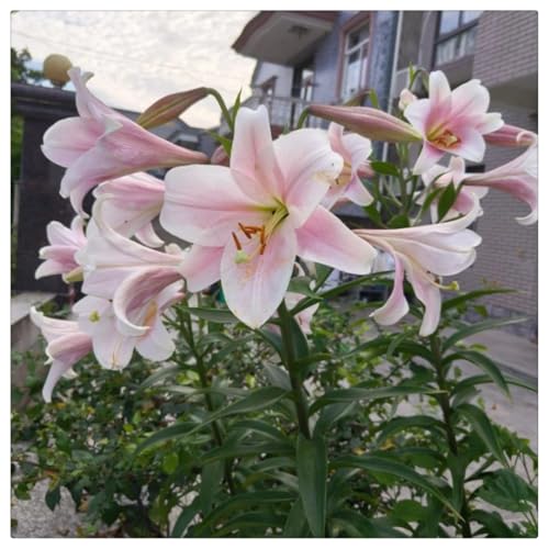 I bulbi di giglio orientale fioriscono anno dopo anno. Deliziosa decorazione floreale perenne a sorpresa-4bulbi-C