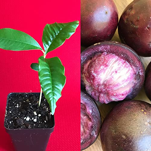 Yunakesa Caimito Purple Star Apple Chrysophyllum Cainito Seedling Plant Potted Fruit Tree #TOP25