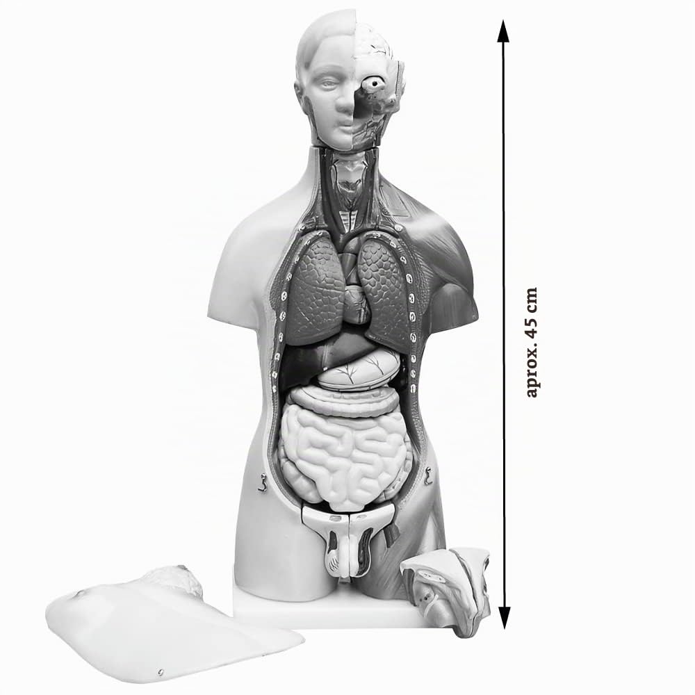 Modelo De Anatomía Cuerpo de Anatomía Torso Muñeca con Órganos 45 cm Cuerpo humano Hombres y Mujeres medmod