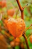 50 PERUVIAN GROUND CHERRY Physalis Peruviana Cape Gooseberry Fruit Veggie Seeds