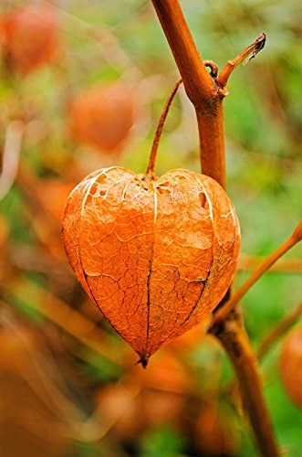 50 PERUVIAN GROUND CHERRY Physalis Peruviana Cape Gooseberry Fruit Veggie Seeds - 