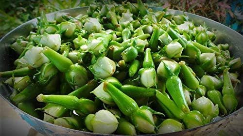 Generic Clove Bean Seeds, Kaambhu Kathrikkai Seeds,Ipomoea muricata Seeds, Nithya Vazhuthana Seeds,Mookuthi avarai Seeds, 10 Seeds, Brown