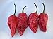 Produktbild (20) Fatalii Gourmet TISCHLERBANDSÄGE Hot Pepper Chilli SeedsJIGSAW PEPPER
