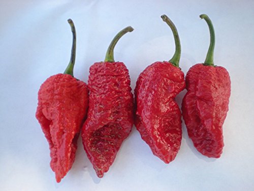 Preisvergleich Produktbild (20) Fatalii Gourmet TISCHLERBANDSÄGE Hot Pepper Chilli SeedsJIGSAW PEPPER