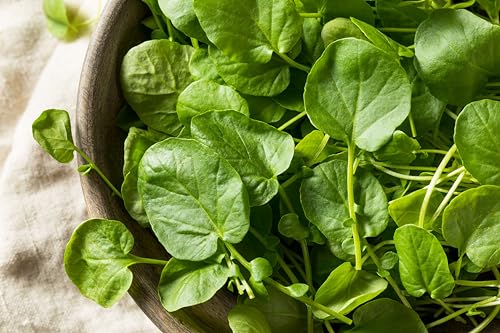 Sachet de graines de Cresson vivace des jardins - Sachet de 5 grammes - Graines de style