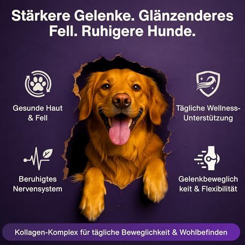 Dr. Flex Kollagen B‑Komplex Pulver für Hunde, Hochdosiert für Gelenke, Knorpel, Muskeln Vitalität mit Rinder Meereskollagen, Glucosamin, Hyaluronsäure essenziellen Vitaminen
