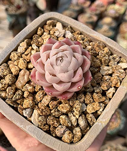 Succulent Cactus Gold Maifanitum Stone 6Lb Small Decorative Gravel Diy Rock Indoor Houseplants Pebbles Soil Additive Potting Gritty For Bonsai, Fairy Gardening, Vases Fillers, Terrarium, Top Dressing #TOP5
