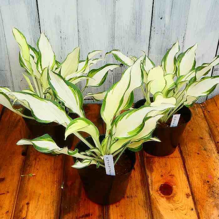 Amazon | ギボウシ ホワイトクリスマス 中斑 4号ポット 斑入り ホスタ
