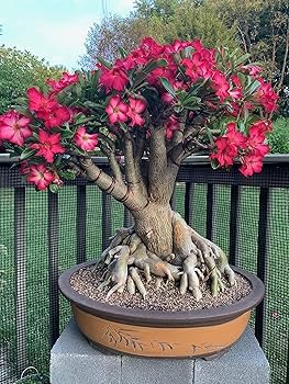Desert Rose Adenium Bonsai Plant with Mixed Colour Flowers, Live Indoor Flowering Plant (pack of 1withoutpot) A_5-image-6