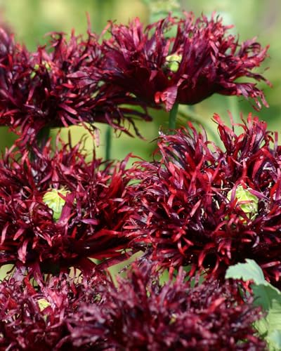 Poppy Black Swan Hardy Annual Flower Seeds Dark Burgundy Bur