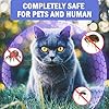 Flea and Tick Collar for Cats 2 Pack, 8 Months of Cat Flea Collar Protection 2 Collars Made with Premium Plant Based Essential Oil Waterproof and Natural Treatment Prevention Free Comb #1